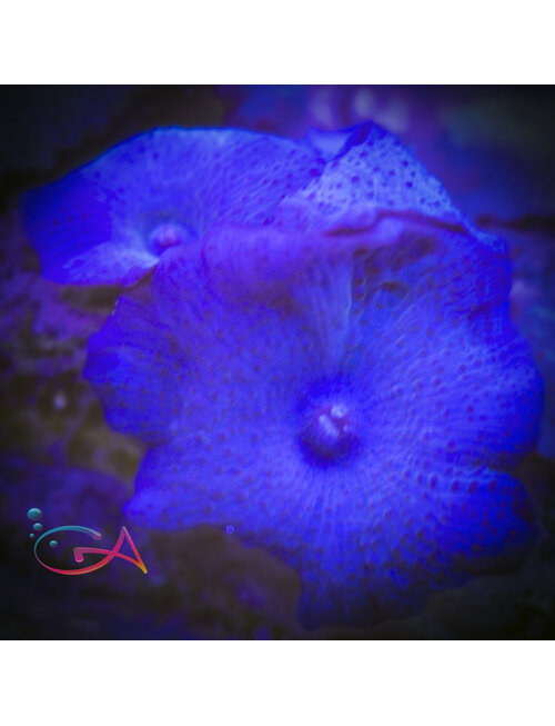 Coral - Frag - Mushroom Discoma - Blue  Australian