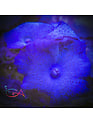 Coral - Frag - Mushroom Discoma - Blue  Australian