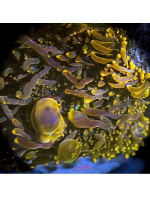 Coral - Frag - Mushroom Ricordia Yuma -  Orangalicious GA