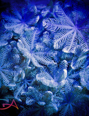 Coral - Frag - Polyp Pulsating Xenia