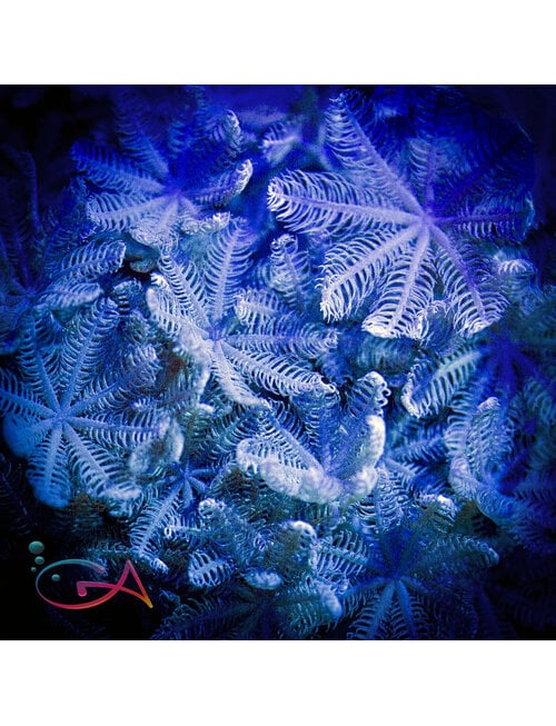 Coral - Frag - Polyp Pulsating Xenia