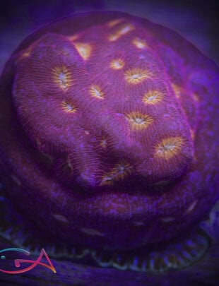 Coral - Frag - Leptoseris - Klepto Lepto JF