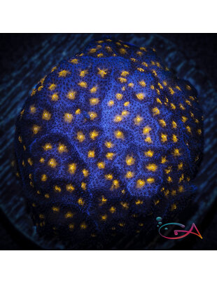 Coral - Frag - Psammocora - Outer Space JF