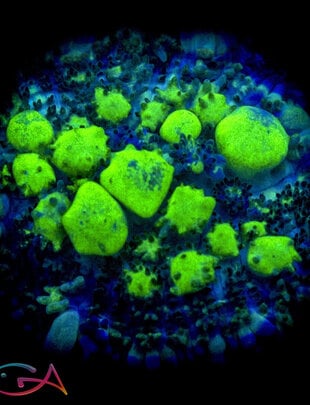 Coral - Frag Mushroom - BOUNCE - BioHazard WWC