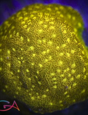 Coral - Frag - Psammocora - Yellow Yutz UC