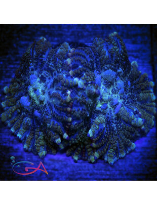 Coral - Frag Mushroom Rhodactis Juggernaut