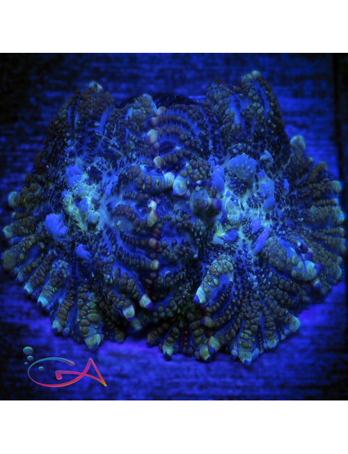 Coral - Frag Mushroom Rhodactis Juggernaut