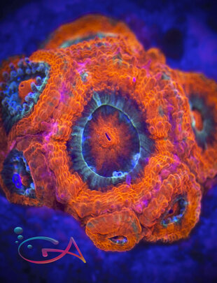 Coral - Frag - Acan - Micromussa Amakusensis - Mothership  UC