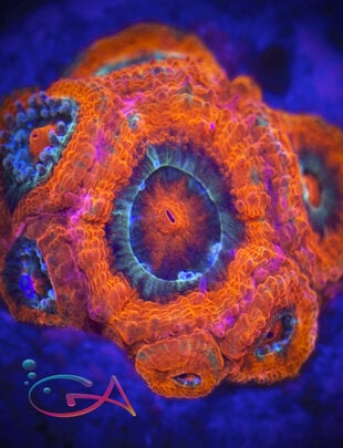 Coral - Frag - Acan - Micromussa Amakusensis - Mothership  UC
