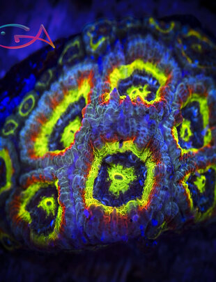 Coral - Frag - Acan Micromussa - Holy Grail