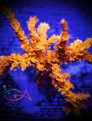 Coral - Frag - Anacropora - T-N-T