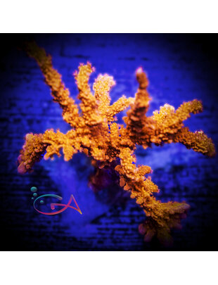 Coral - Frag - Anacropora - T-N-T