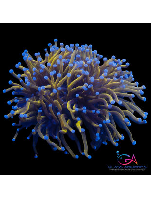 Coral - Frag - Euphyllia Torch -Dragonball