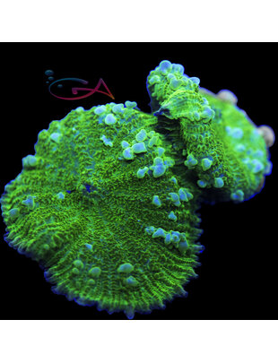 Coral - Frag - Mushroom Rhodactis - Seaweed Salad GA