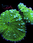 Coral - Frag - Mushroom Rhodactis - Seaweed Salad GA