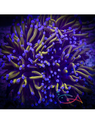 Coral - Frag - Euphyllia Torch - Gold Dust