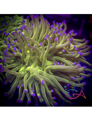 Coral - Frag - Euphyllia Torch - Cotton Candy