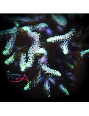 Coral- Frag - Seriatopora Davy Jones Locker GA