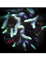 Coral- Frag - Seriatopora Davy Jones Locker GA