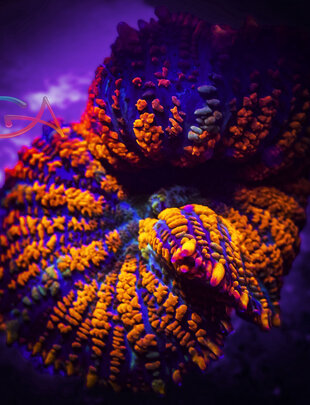 Coral - Frag - Mushroom Rhodactis - Loopy Lava GA