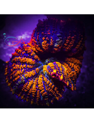 Coral - Frag - Mushroom Rhodactis - Loopy Lava GA
