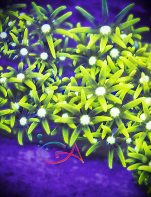 Coral - Frag - Polyp - Green Star Sicko GA