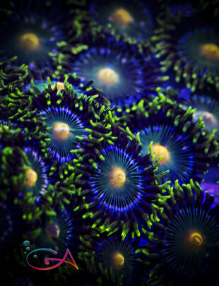 Coral - Frag - Zoa Green Bay Packers