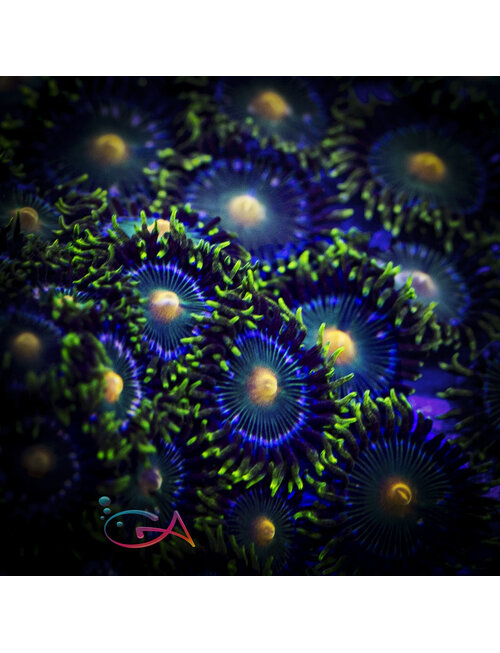 Coral - Frag - Zoa Green Bay Packers