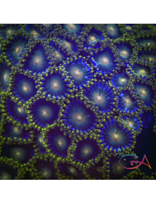 Coral - Frag - Zoa - Green Bay Packers Speckled Morph GA