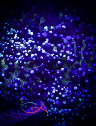 Coral - Frag - Mushroom Rhodactis - Hairy Blue Carpet
