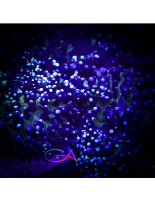 Coral - Frag - Mushroom Rhodactis - Hairy Blue Carpet
