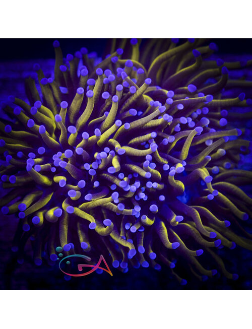 Coral - Frag - Euphyllia Torch - Gold Dust