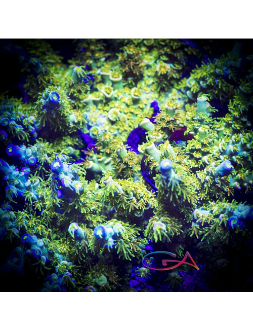 Coral - Frag - Acropora - Matt V Rainbow Envy Tenuis