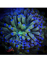 Coral - Frag - Euphyllia Torch - Holy Grail