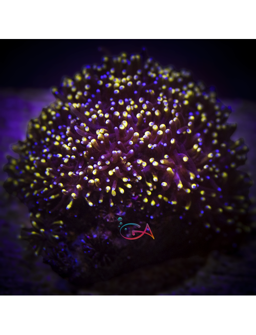 Coral - Frag - Galaxea - Golden