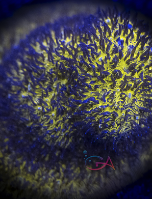 Coral - Frag - Lithophyllon - Tiger's Eye GA