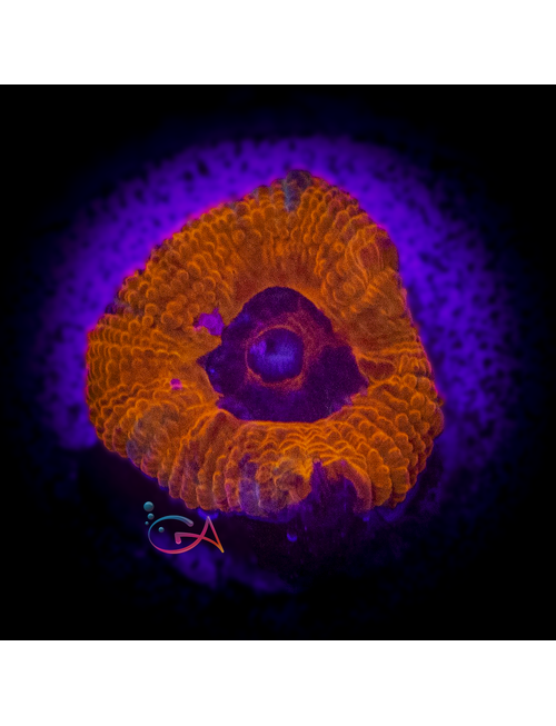 Coral - Frag - Acan Micromussa - Rainbow Dash UC