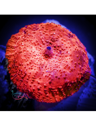 Coral - Frag - Mushroom Discoma - Super Red Australian