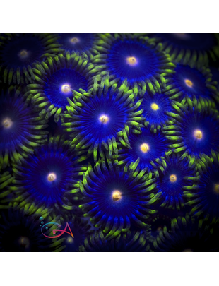 Coral - Frag - Zoa Clementines
