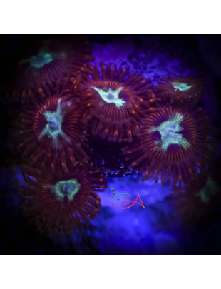North Star Reef Farms Coral - Frag - Zoa - Frosted Phoenix TSA