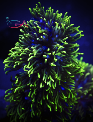 Coral - Frag - Polyp - Green Star BRANCHING