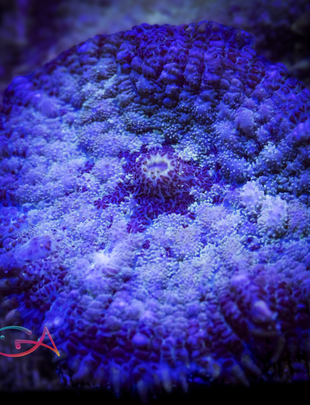 Coral - Frag - Mushroom BOUNCE Dilly Dally GA