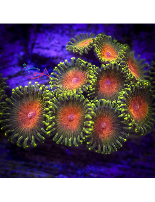 Coral - Frag - Zoa Awesome Blossom
