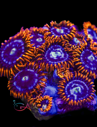 Coral - Frag - Zoa - Fire & Ice