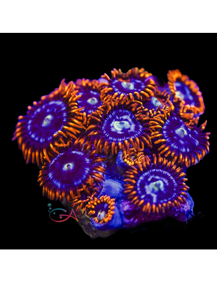 Coral - Frag - Zoa - Fire & Ice