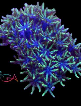 Coral - Frag - Sympodium Blue