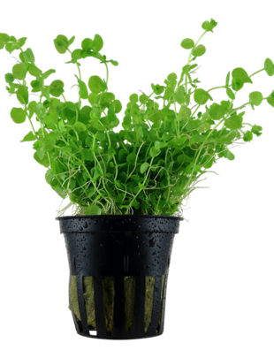 Micranthemum Umbrosum Potted - Tropica