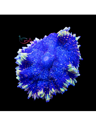Coral - Frag - Mushroom - Rhodactis - Bozo's Nose NACL