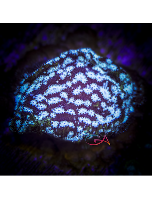 Coral - Frag - Leptoseris - Electro UC