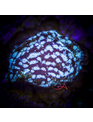 Coral - Frag - Leptoseris - Electro UC